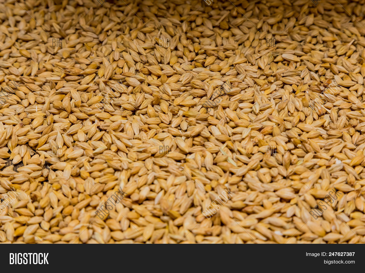 Close Dried Barley Image & Photo (Free Trial) Bigstock