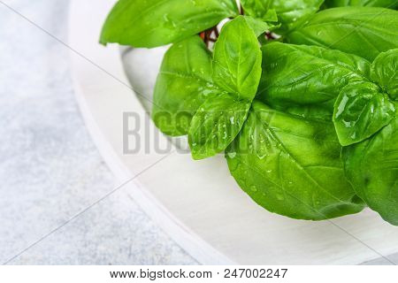 Green Home Basil, Spicy Herb In A Basket