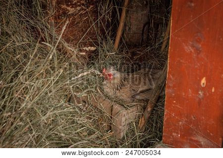 This Horizontal Stock Image Has Chicken On Her Nest Of Straw, With Barn Boards In The Background.