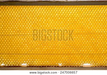 Beecomb Texture Close Up - The Detail