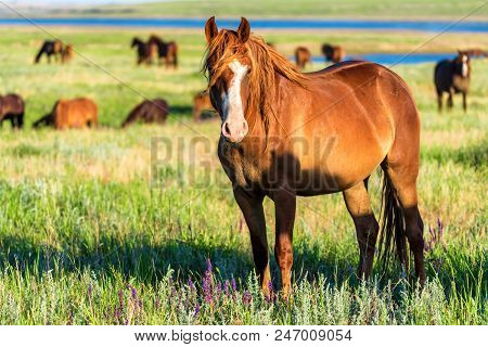 Mustangs Or Wild Horses Graze On Meadow In Russia