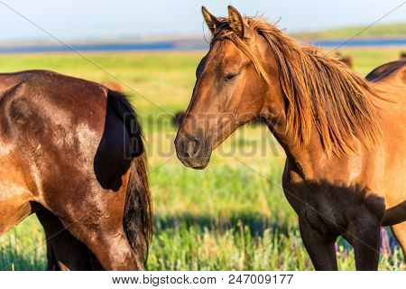 Mustangs Or Wild Horses Graze On Meadow In Russia