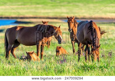 Mustangs Or Wild Horses Graze On Meadow In Russia