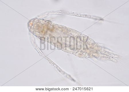 Copepod (zooplankton) Are A Group Of Small Crustaceans Found In The Marine And Freshwater Habitat.