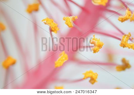 Pollen Grain Is A Microscopic Body That Contains The Male Reproductive Cell Of Plant.