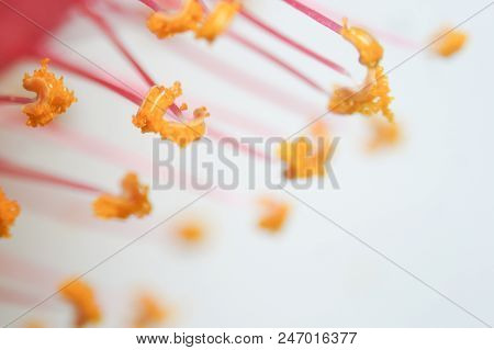 Pollen Grain Is A Microscopic Body That Contains The Male Reproductive Cell Of Plant.