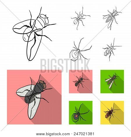 An Insect Arthropod, An Osa, A Spider, A Cockroach. Insects Set Collection Icons In Outline, Flat St