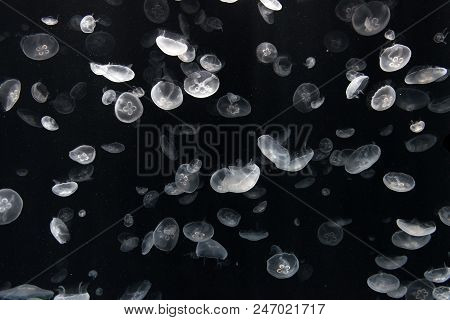 Jellyfish Or Rhizostoma Pulmo Floating In Deep Blue Water