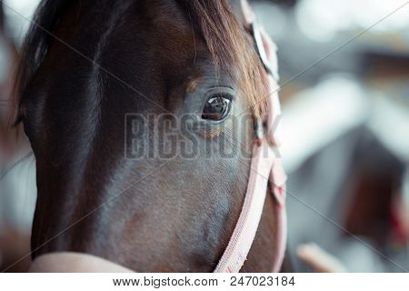 Horse Brown Eye Close Up Animal Portrait Photo