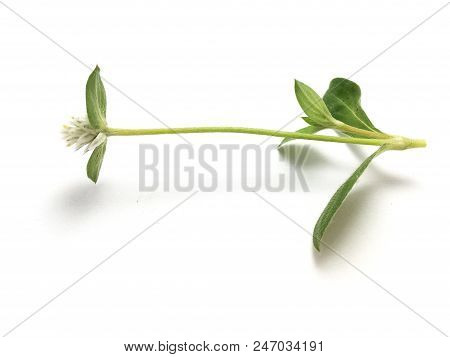 White Gomphrena Celosioides Flower On White Background