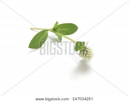 White Gomphrena Celosioides Flower On White Background