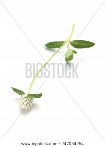 White Gomphrena Celosioides Flower On White Background