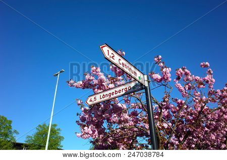 Helsingborg, Sweden - 07 may, 2018: Bicycle road sign next to amaizing cherry blossom sakura flowers on tree in spring season                                                    