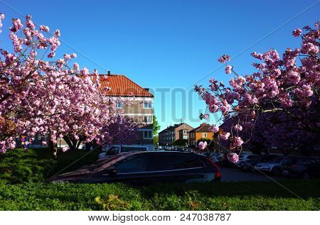 Helsingborg, Sweden - 07 may, 2018: Amaizing cherry blossom sakura flowers on tree in spring season over parking area in town