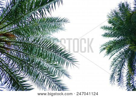 Cycad Palm Leaves With Branches On White Isolated Background For Green Foliage Backdrop