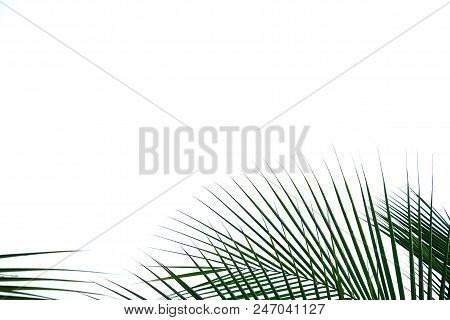 Top View Coconut Tree Leaves On White Isolated Background For Green Foliage Backdrop