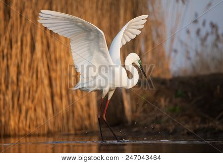 Great White Egret fishing on a lake