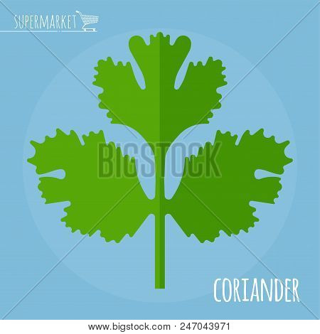Coriander Flat Design Vector Menu Design Element Icon.