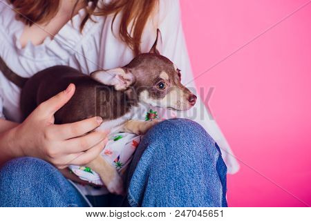 Cute Light Brown Chihuahua Dog Sitting In A Pink Living Room Setting