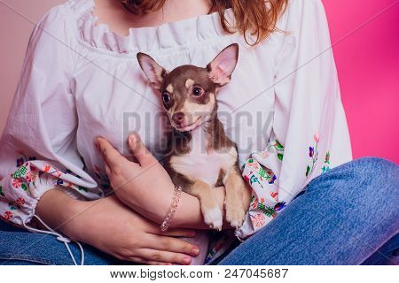 Cute Light Brown Chihuahua Dog Sitting In A Pink Living Room Setting