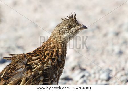 Spruce Grouse