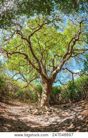 Beautiful old tree on a small island in BVI