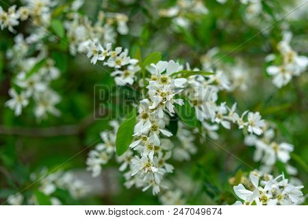 Blooming Pearl Bush In Sommer Season At Park