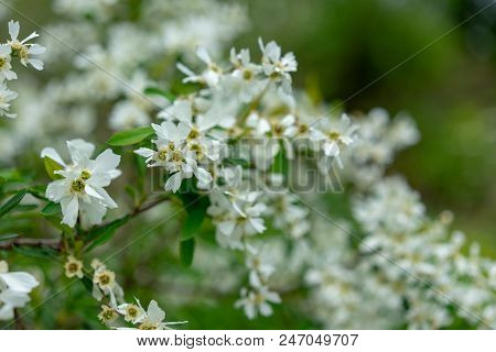 Blooming Pearl Bush In Sommer Season At Park