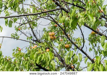 Branch Of An Apricot Tree With Ripe Fruits Against Solid Blue Sky In Summer. Green Leaves On Tree.