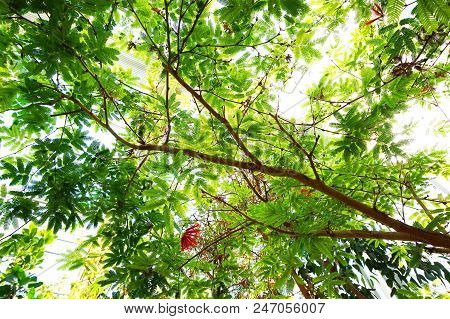 Caliandra Plant With Flower As Nice Natural Background