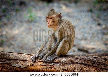 Long-tailed Macaque, In Thailand, Saraburi A Wildlife Sanctuary