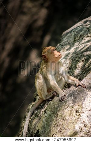 Long-tailed Macaque, In Thailand, Saraburi A Wildlife Sanctuary