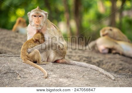 Long-tailed Macaque, In Thailand, Saraburi A Wildlife Sanctuary