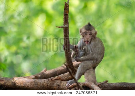 Long-tailed Macaque, In Thailand, Saraburi A Wildlife Sanctuary