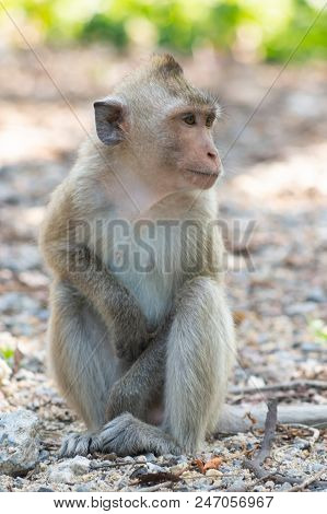 Long-tailed Macaque, In Thailand, Saraburi A Wildlife Sanctuary, Living With Family With Expression