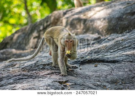 Long-tailed Macaque, In Thailand, Saraburi A Wildlife Sanctuary, Living With Family With Expression