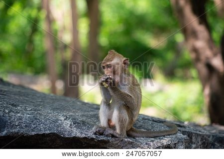 Long-tailed Macaque, In Thailand, Saraburi A Wildlife Sanctuary, Living With Family With Expression