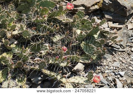 Opuntia Cactuses In The Dessert As Nice Background