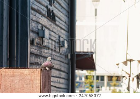 A City Pigeon Sits On An Old Wooden Box At The Market Of Oulu, Finland. There Are Quite A Lot Of Old