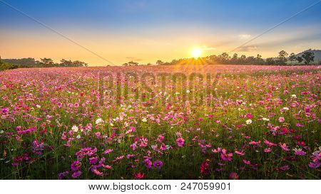 Amzing View Of Beautiful Cosmos Flower Field In Sunset Time.