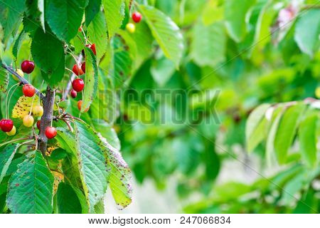Wild Red Berries Growing In A Tree In Countryside