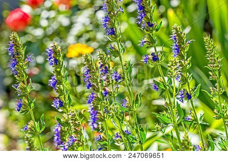 Blue Hyssop Flowers On A Sunny Flowerbed In The Summer Garden In The Backlight. Selective Focus
