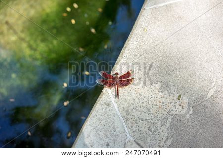 Rare Insect Seen Close Up Outdoor In Park