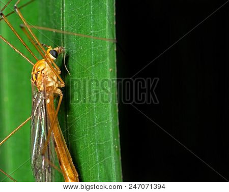 Macro Photography Of Orange Crane Fly On Green Leaf With Space For Text