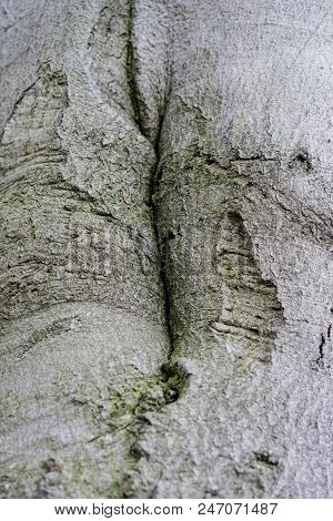 Abstract Pattern Of Old Beech Tree, Fagaceae