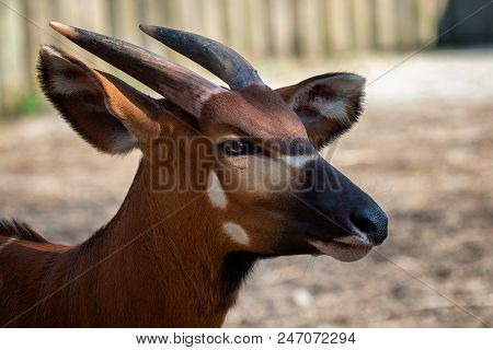 Brown Bongo Antelope (boocercus Euryceros Isaaci). African Animal