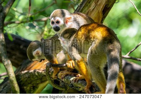 Common Squirrel Monkey (saimiri Sciureus) On Tree In The Nature. Wildlife Animals.