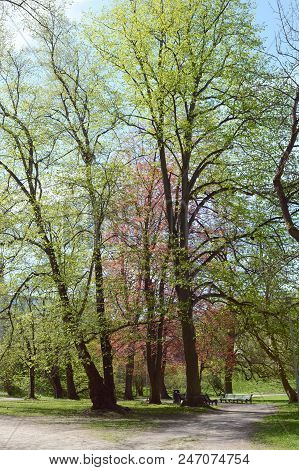 Trees Along A Footpath In Deer's Park, Tallinn, Estonia
