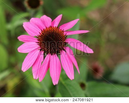 Echinacea Purpurea Pink Coneflower Flower In Bloom In Spring. Crop Of Herbs. Medicinal Plants Concep