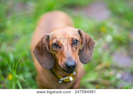 Small Pretty Brown Black Dachshund Dog Standing In Beautiful Green Grass Outside In Sun Summer Day